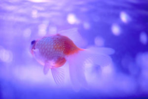 Ein Goldfisch schwimmt in blauem Wasser