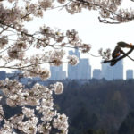 Die Frankfurter Skyline hinter einem blühenden Kirschbaum, ein Dreh von InZwischenZeit:Filme